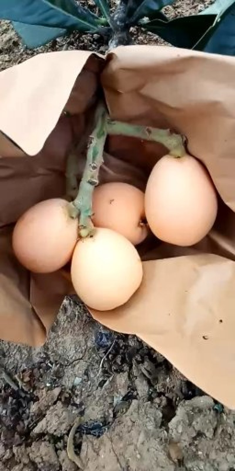 大五星枇杷
