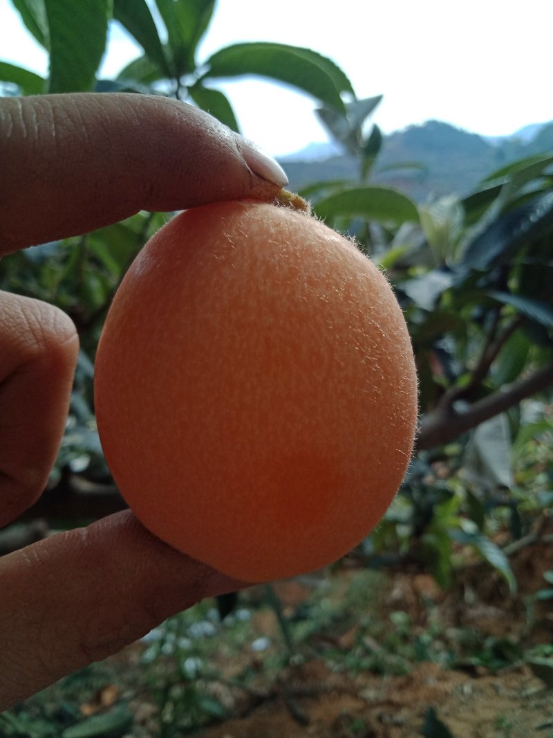 大五星枇杷