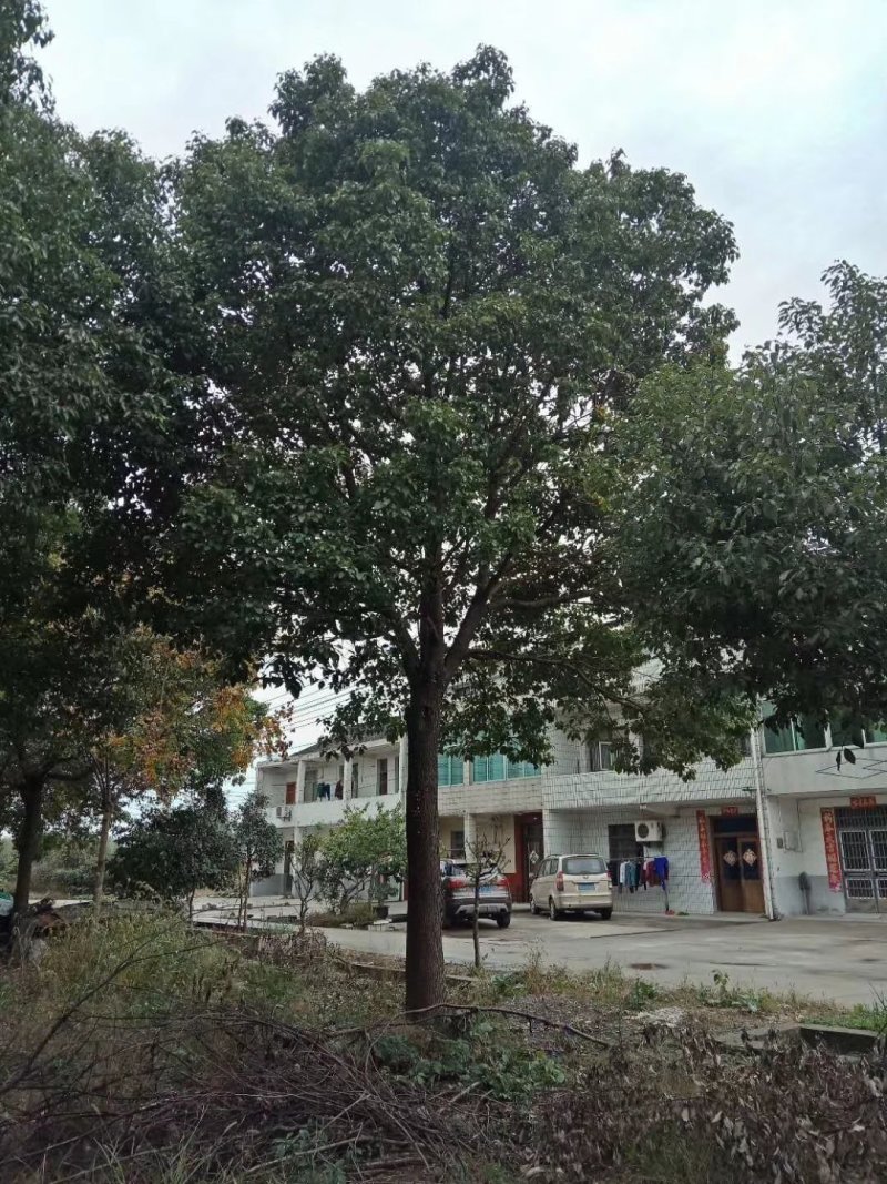 香樟