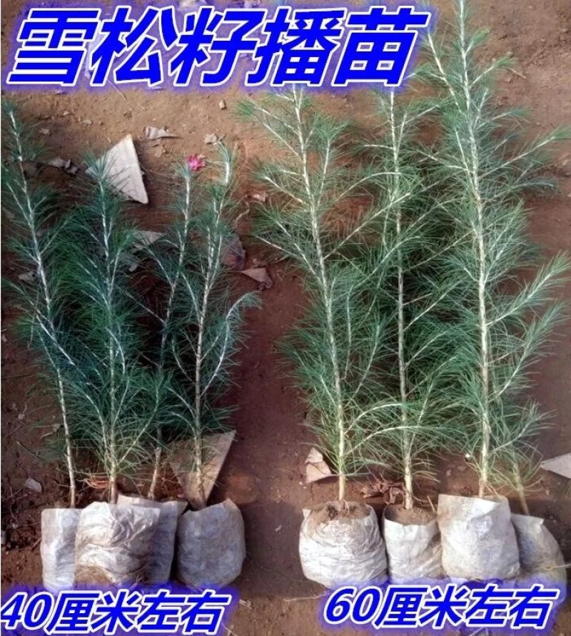 雪松，雪松苗，松树装车小松小苗，雪松树苗，雪松大树苗。