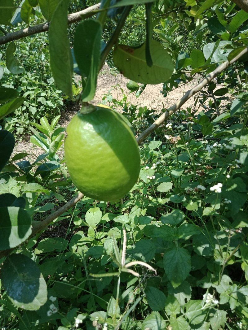 香水柠檬