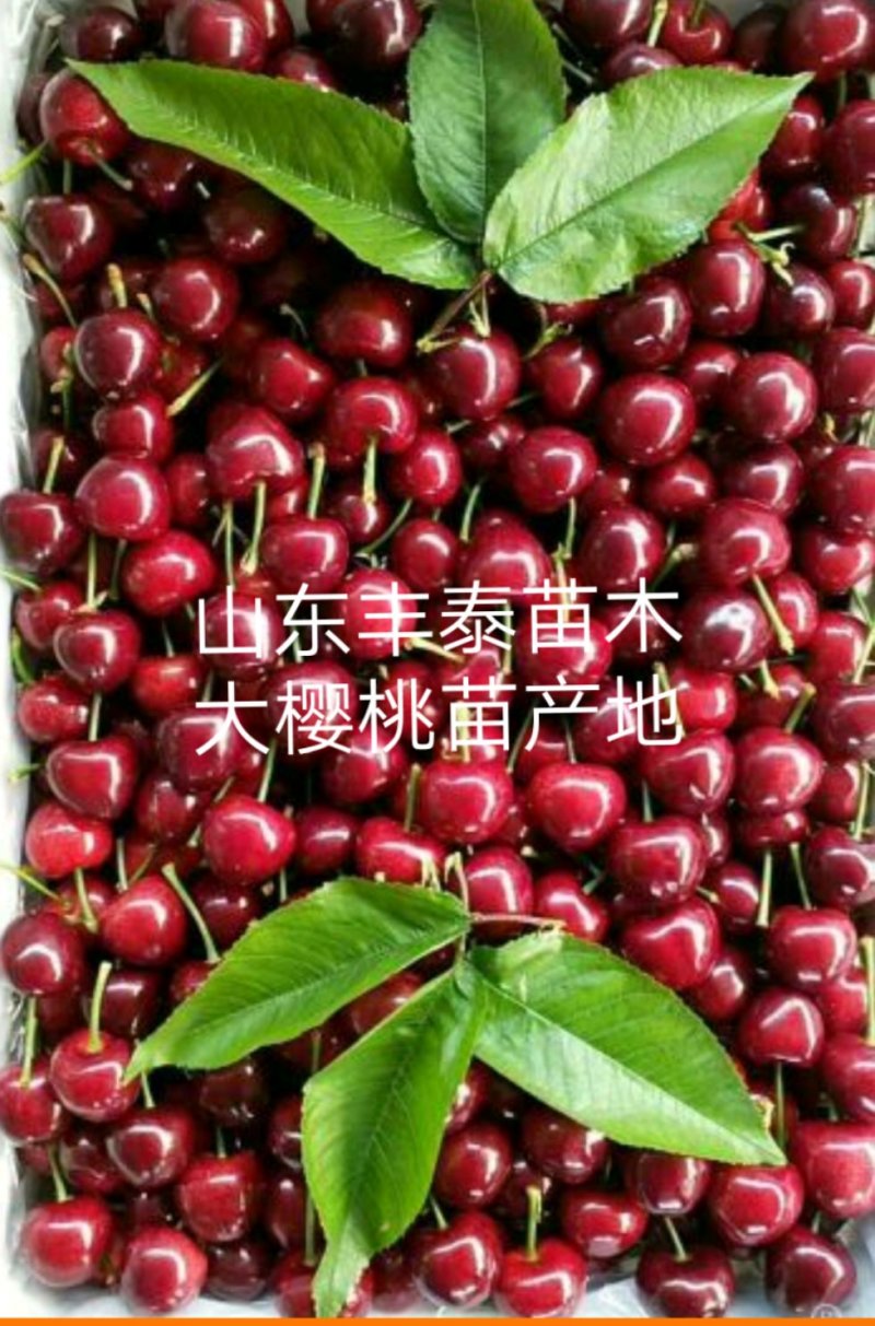 基地自育1-5年大樱桃苗樱桃苗俄罗斯八号美早车厘子