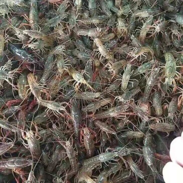 小龙虾苗