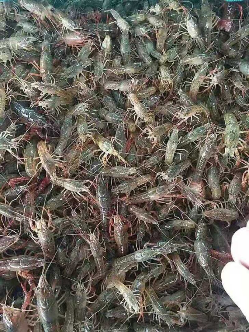 小龙虾苗
