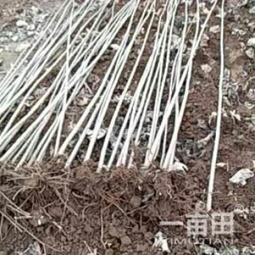 杨树苗107速生杨各种规格