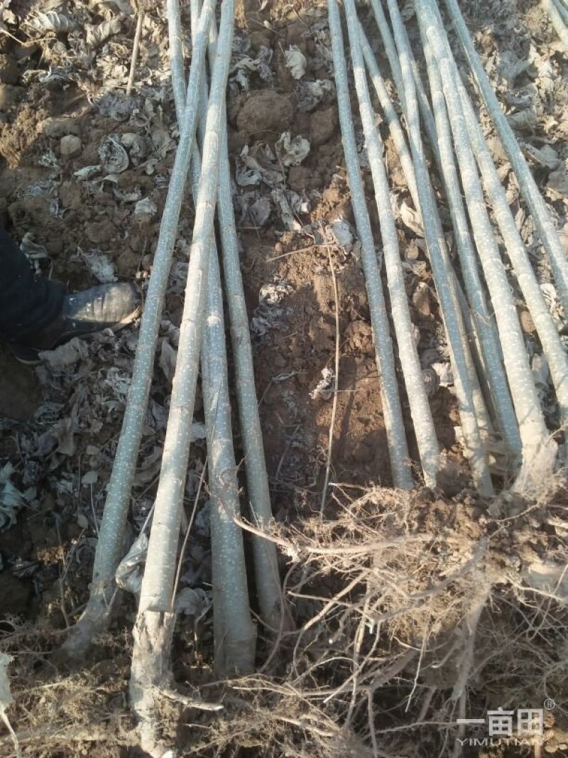 杨树苗107速生杨各种规格
