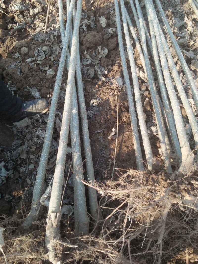 杨树苗107速生杨各种规格