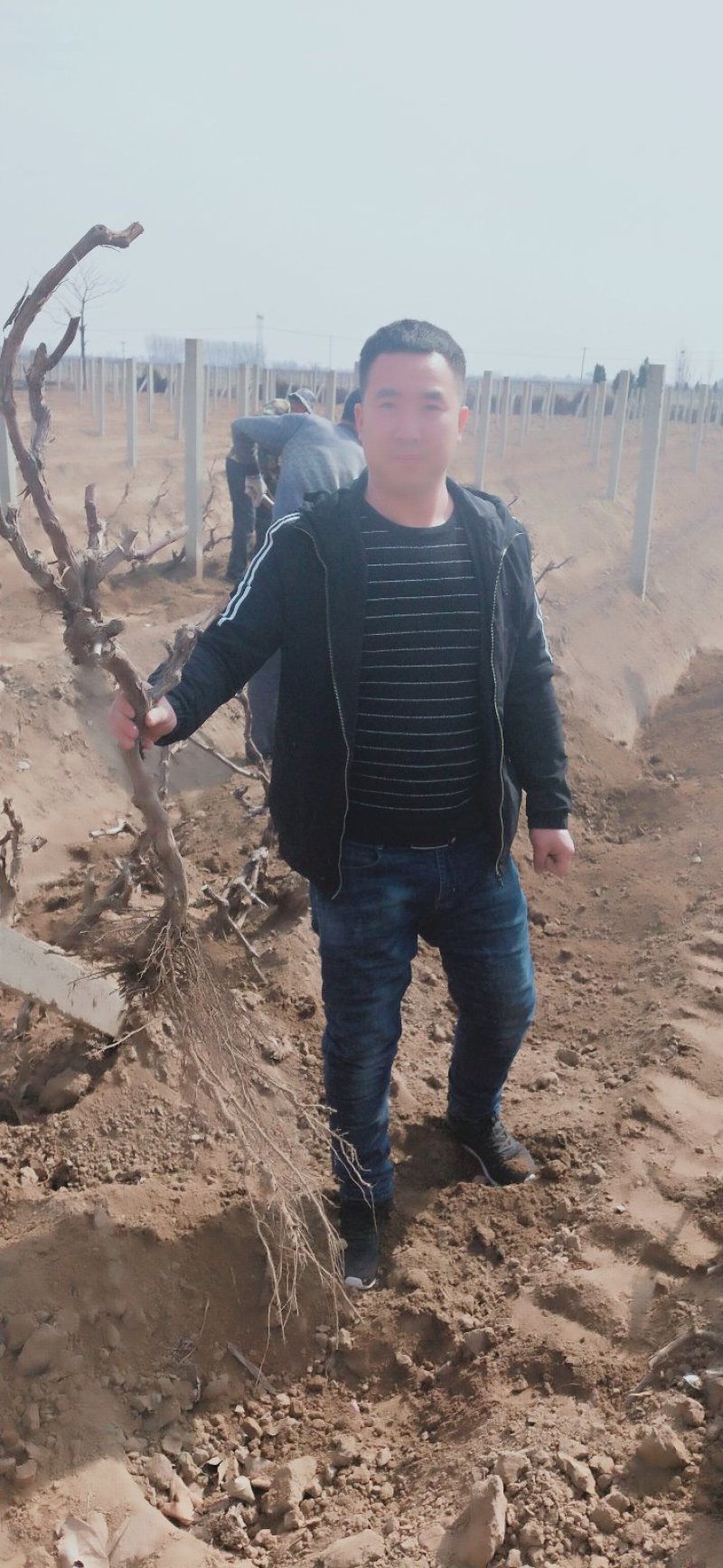 葡萄树，葡萄苗占地葡萄树，3到5公分栽上直接挂果