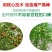 喷科富枣树专用叶面肥红枣灰枣保花保果着色增甜剂增产膨大素