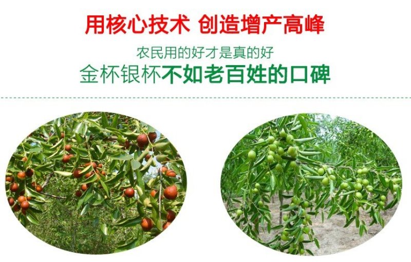喷科富枣树专用叶面肥红枣灰枣保花保果着色增甜剂增产膨大素