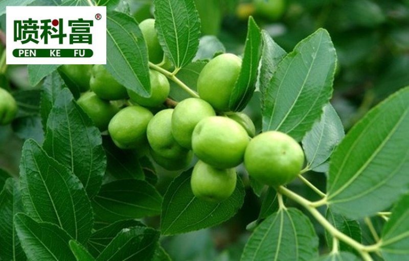 喷科富枣树专用叶面肥红枣灰枣保花保果着色增甜剂增产膨大素
