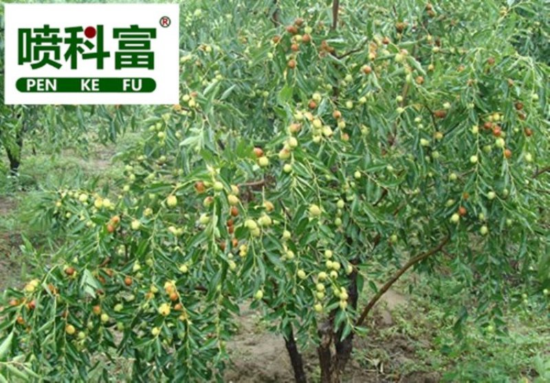 喷科富枣树专用叶面肥红枣灰枣保花保果着色增甜剂增产膨大素