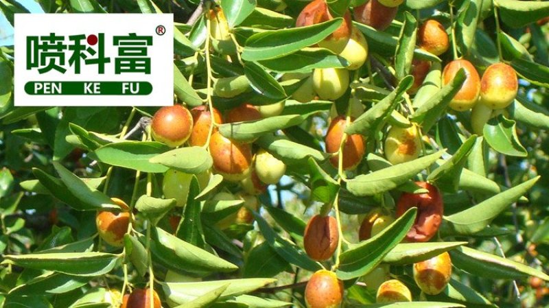 喷科富枣树专用叶面肥红枣灰枣保花保果着色增甜剂增产膨大素