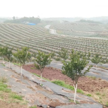 大量出售三红蜜柚苗，砂糖桔苗，091无核沃柑苗，
