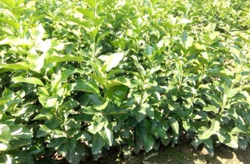 大量出售三红蜜柚苗，砂糖桔苗，091无核沃柑苗，