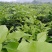 大量出售三红蜜柚苗，砂糖桔苗，091无核沃柑苗，