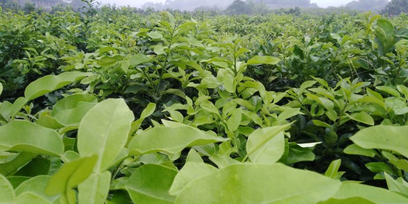 大量出售三红蜜柚苗，砂糖桔苗，091无核沃柑苗，