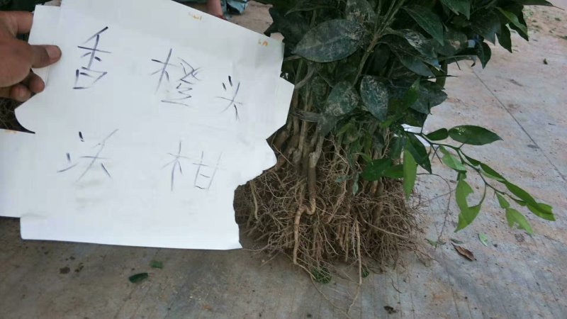 无核沃柑苗☞【香橙头嫁接】091无籽沃柑实地认证品种