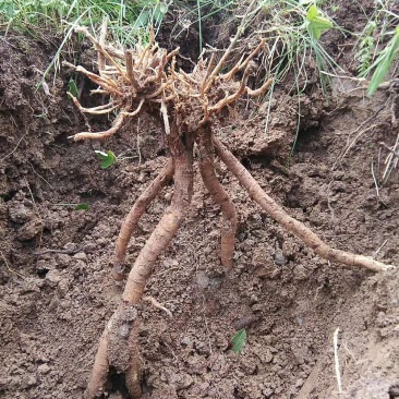 黄芪高海拔生长三十年野生黄芪五根一斤大条批发