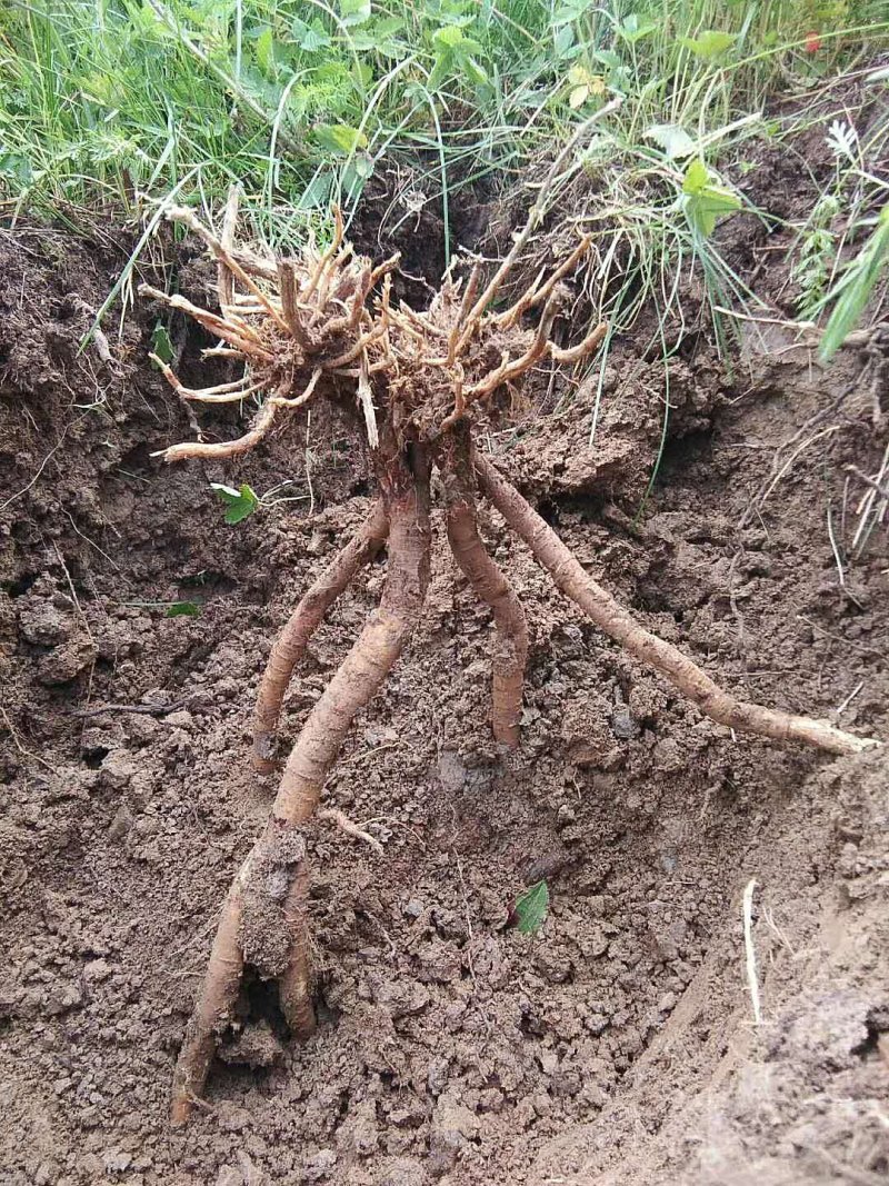 黄芪高海拔生长三十年野生黄芪五根一斤大条批发