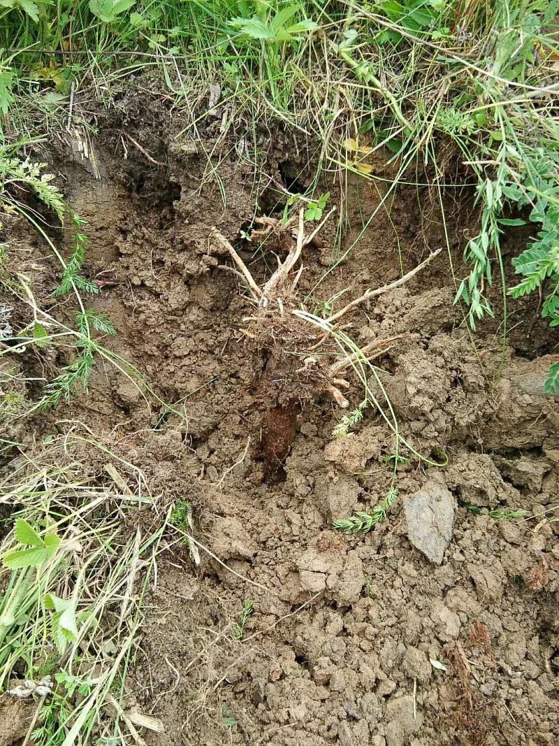 黄芪高海拔生长三十年野生黄芪五根一斤大条批发