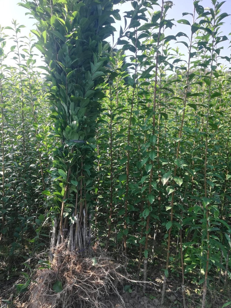奈李树苗/黄金李苗/黄金李子苗/黄金奈李苗，果面金黄有香