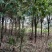 出售沙洋五里樟树苗木