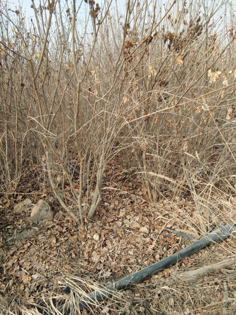 绿化苗木