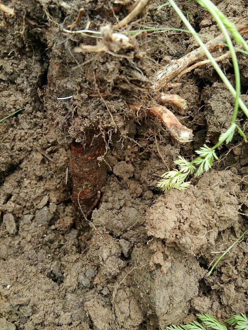黄芪野生黄芪正北芪高含量自然生长3——5根一斤