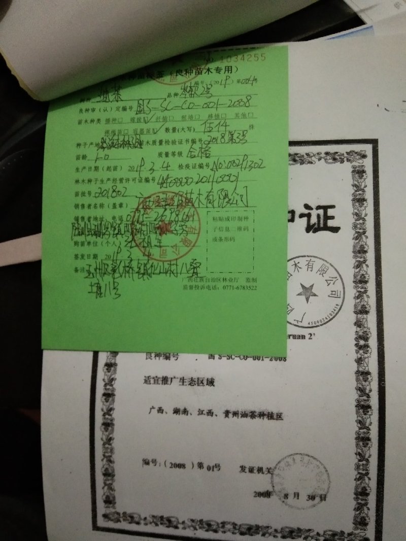 岑软2-3号油茶苗是广西重推的一个油茶品种，它产量高。