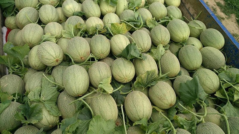 西洲蜜25号哈密瓜3斤以上特甜产地实力代收