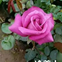 紫色玫瑰，月季种苗，盆栽种植绿化工程基地批发