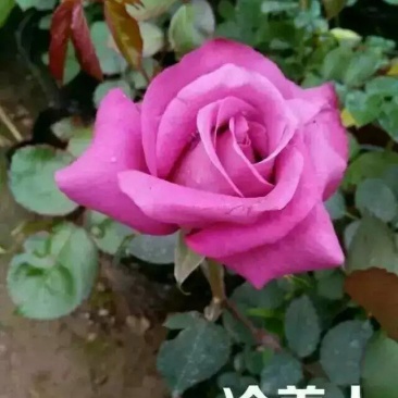 紫色玫瑰，月季种苗，盆栽种植绿化工程基地批发