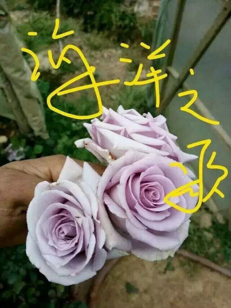 紫色玫瑰，月季种苗，盆栽种植绿化工程基地批发