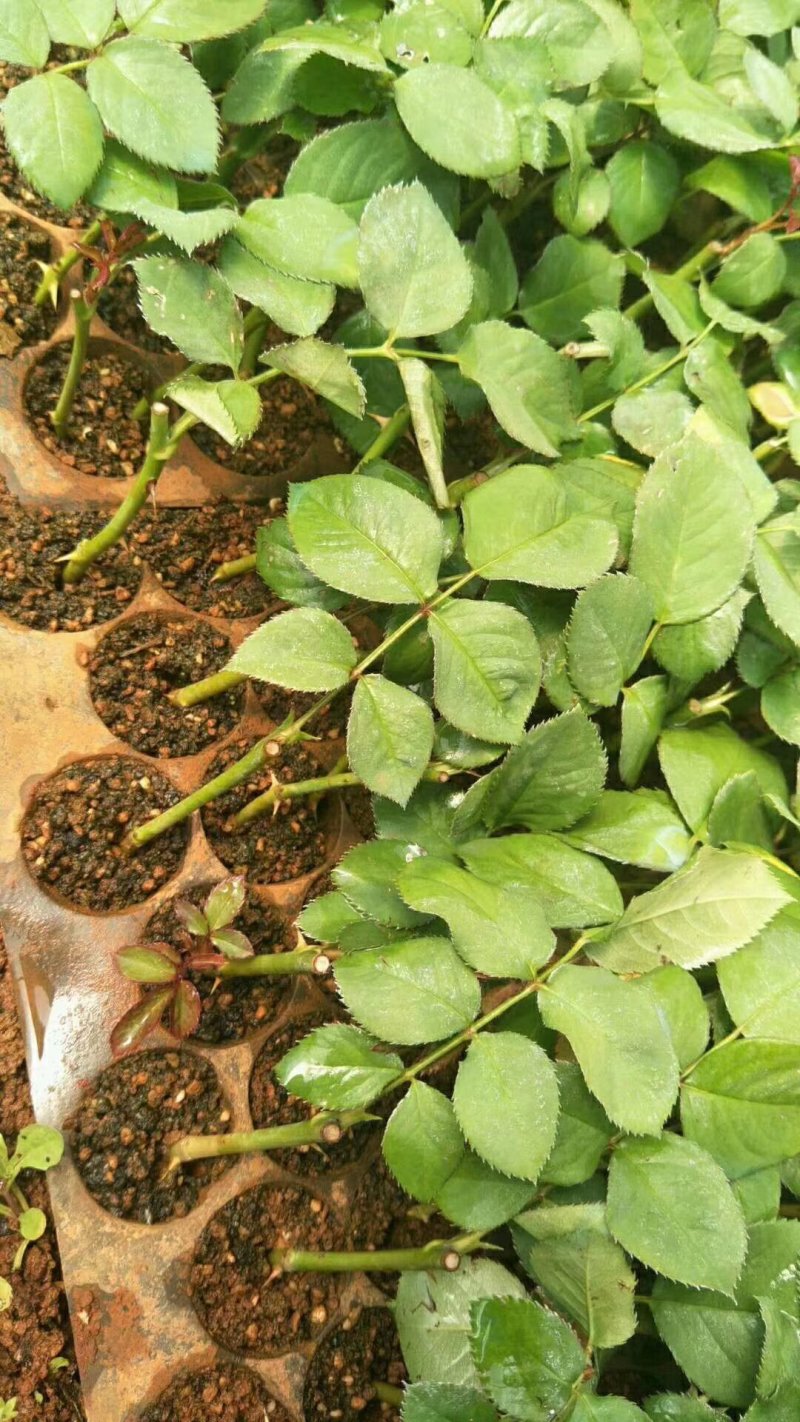 紫色玫瑰，月季种苗，盆栽种植绿化工程基地批发