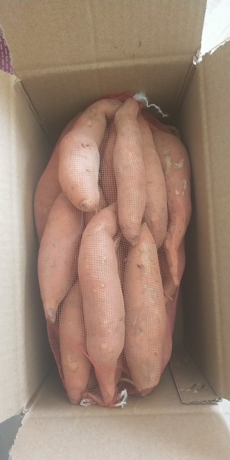 红薯种薯