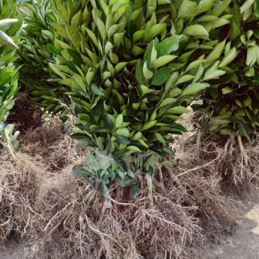 纽荷尔脐橙树苗80-100公分
