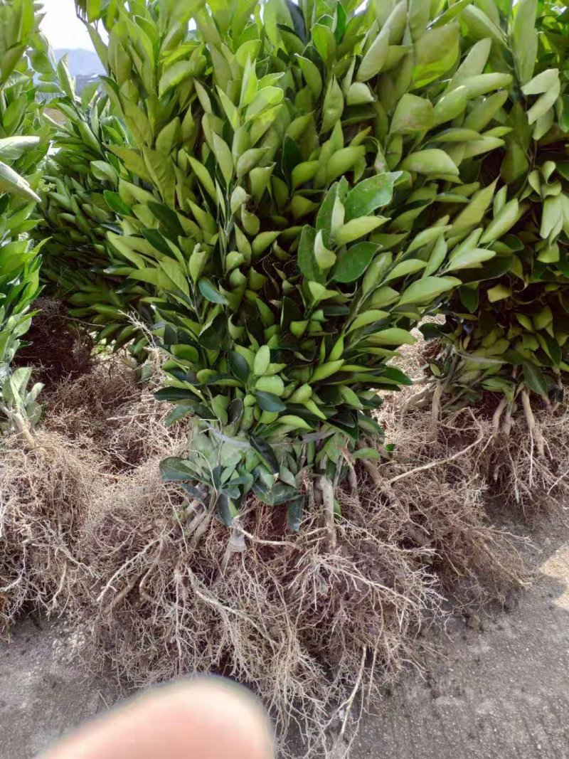 纽荷尔脐橙树苗80-100公分