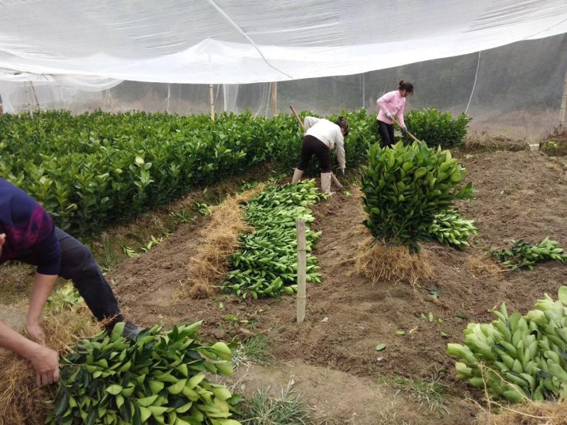 纽荷尔脐橙树苗80-100公分