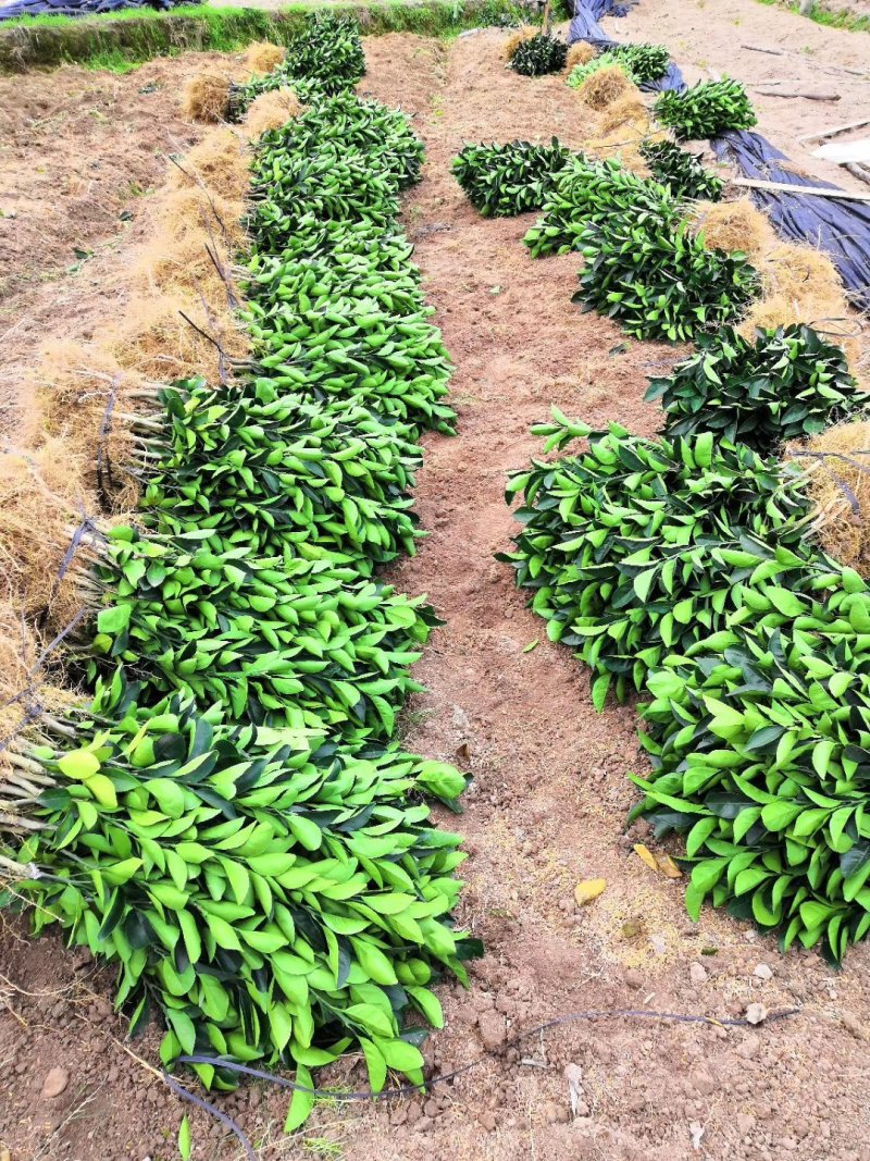 纽荷尔脐橙树苗80-100公分