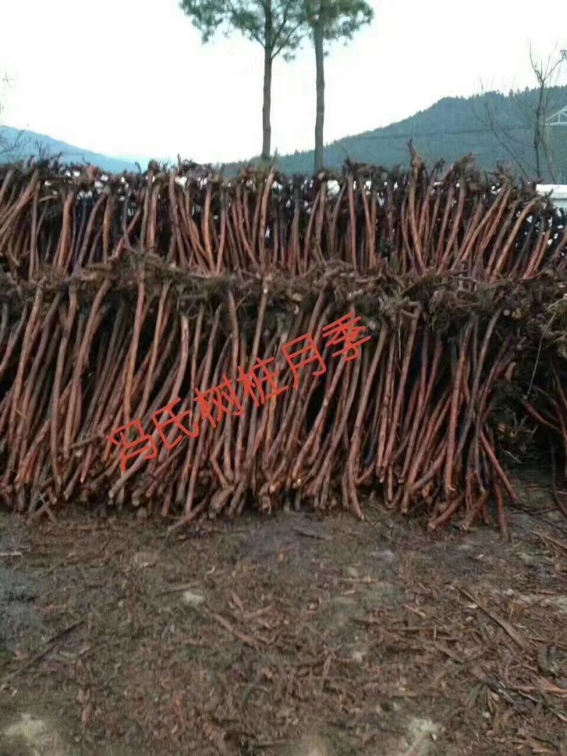 蔷薇杆，香花刺，红刺根，常年大量销售