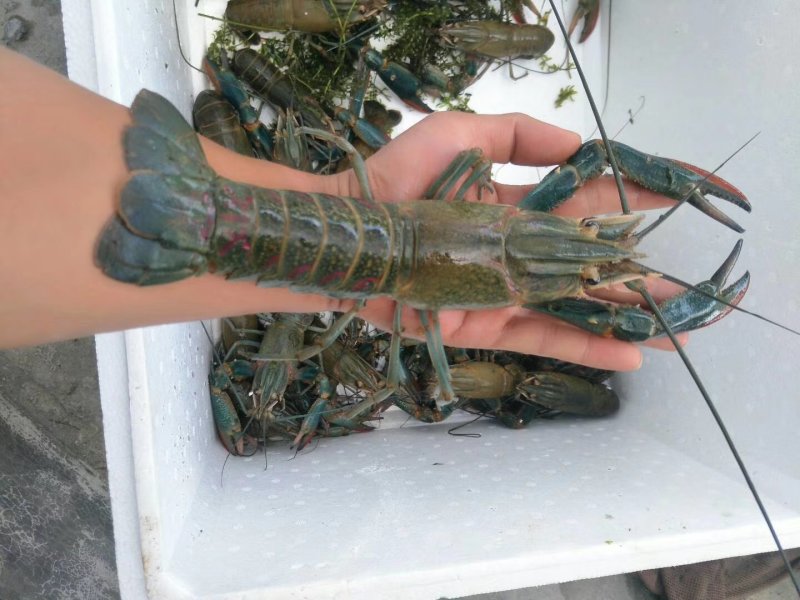 黑鱼苗，各种虾苗