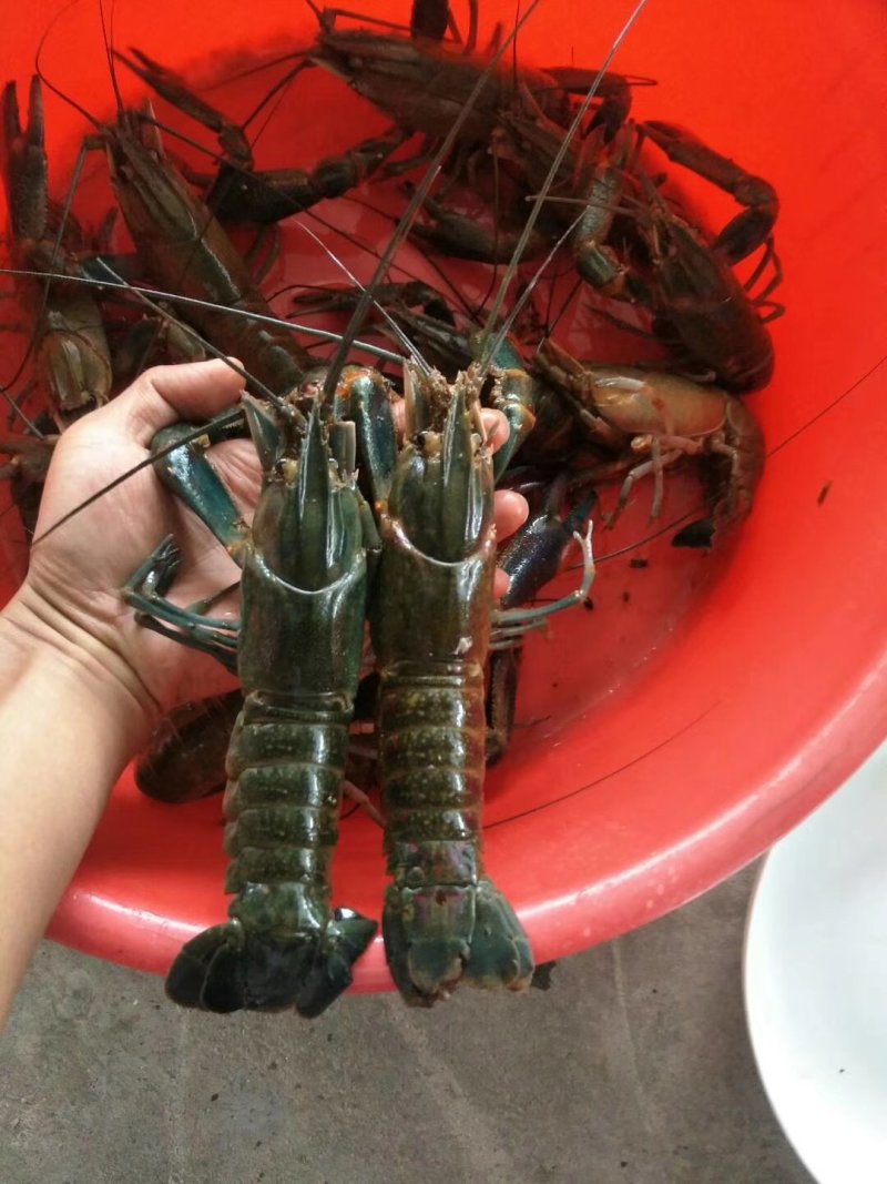 黑鱼苗，各种虾苗