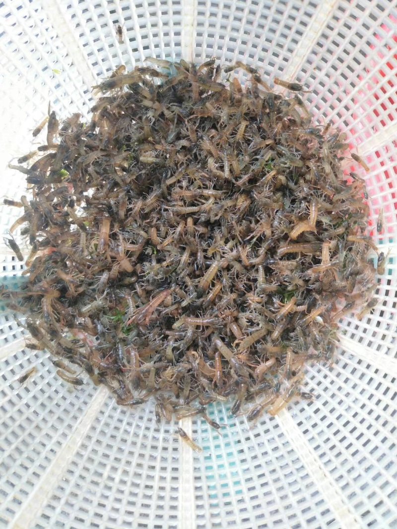 黑鱼苗，各种虾苗