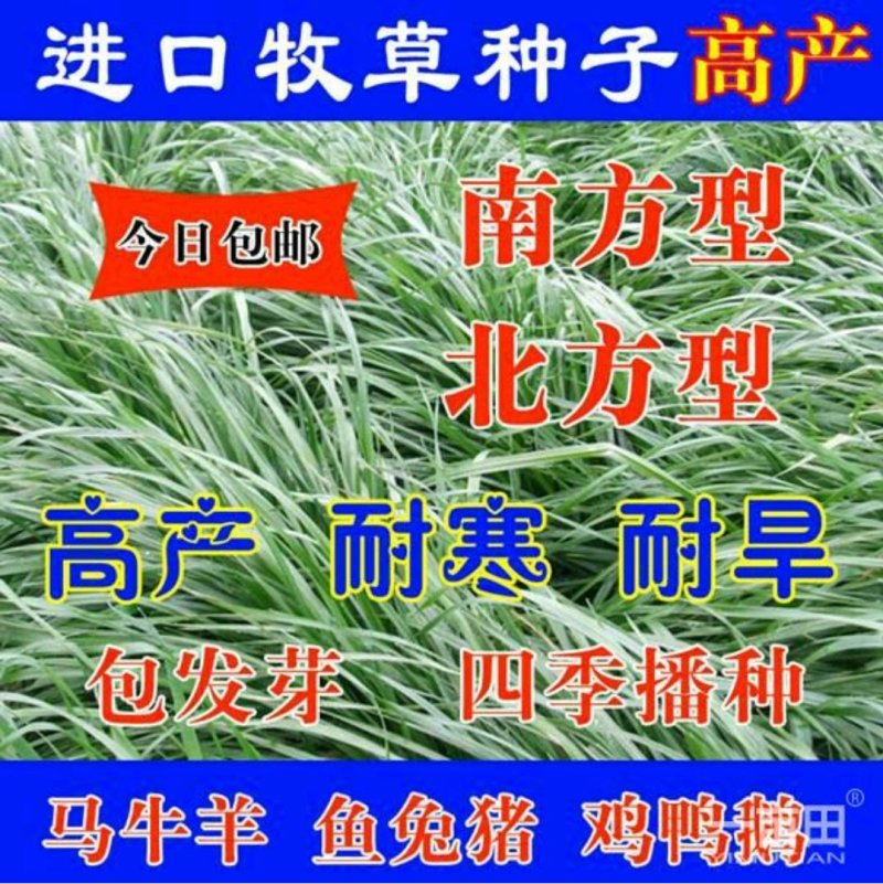 牧草种子适合养牛养羊的牧草品种选择