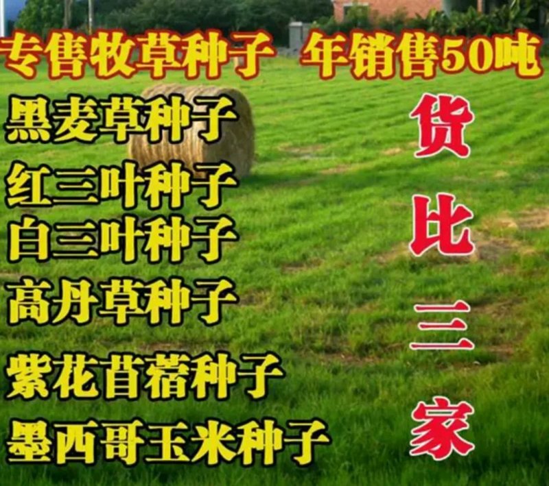 畜牧草种子适合驴马吃的牧草品种