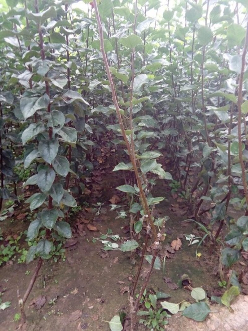 苹果苗、品种、包活、保质量