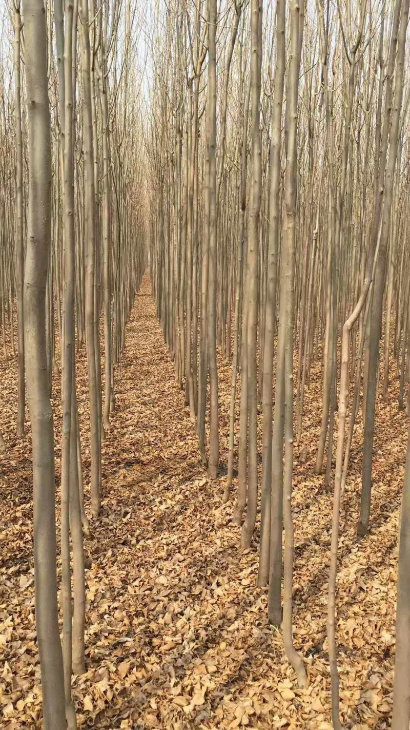 速生白蜡