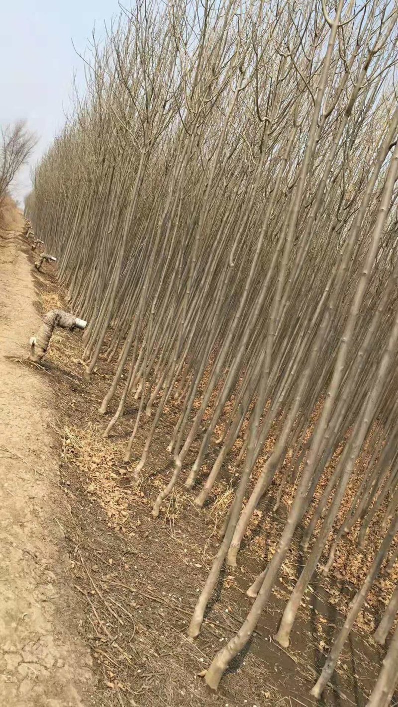 速生白蜡
