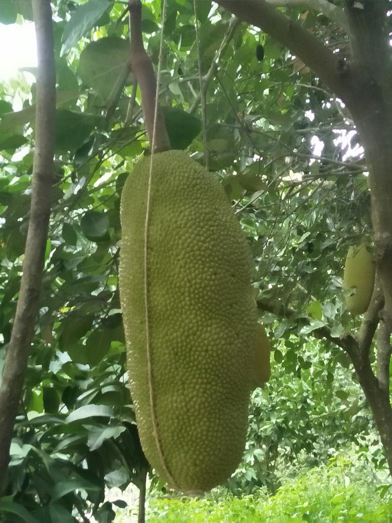 海南三亚有机生态菠萝蜜，香甜可口，吃而不腻